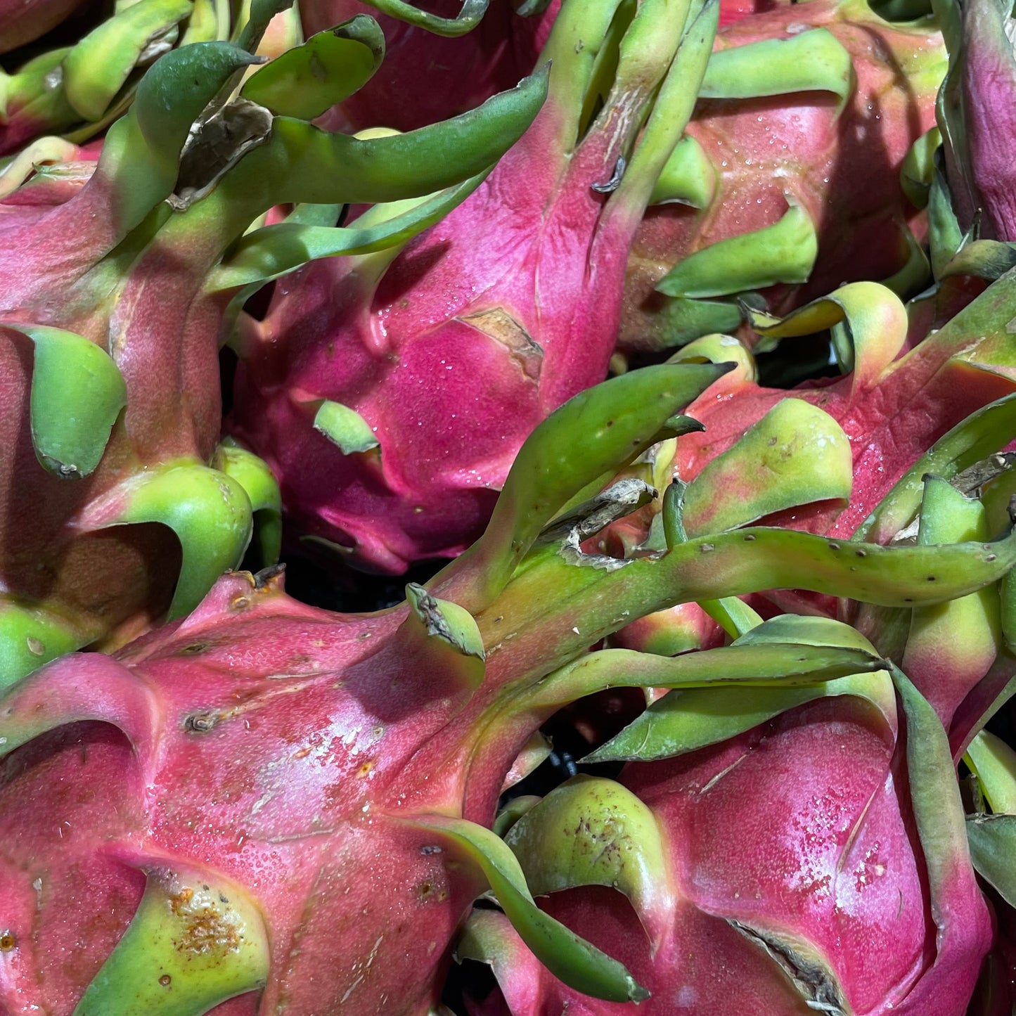 Dragonfruit Rosso 1pz