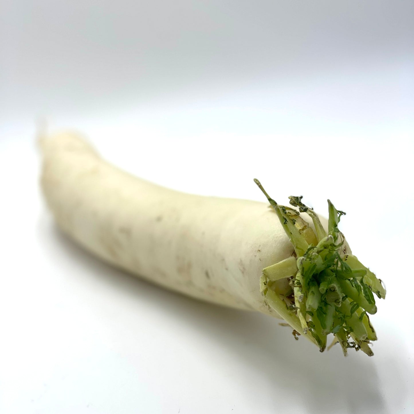 Daikon 1pz circ 800g