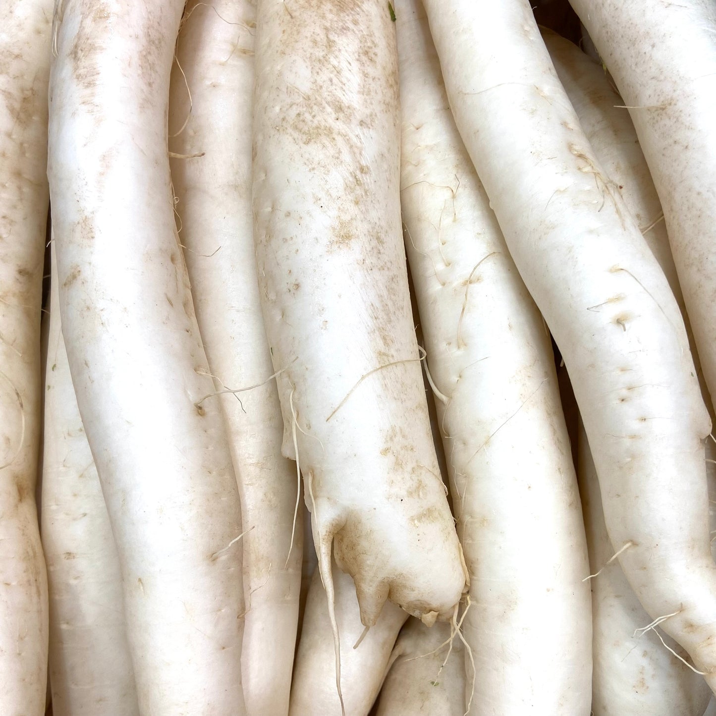 Daikon 1pc approx 800g