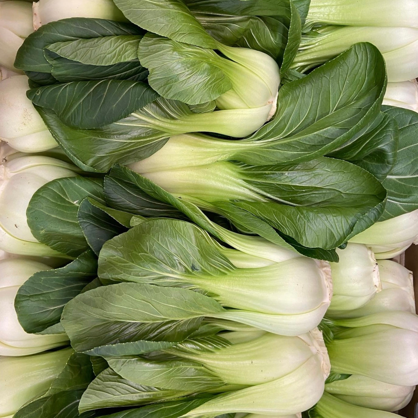 Bok Choy 1 pack