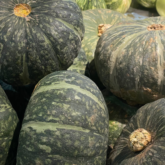 Zucca Delica circ 1kg