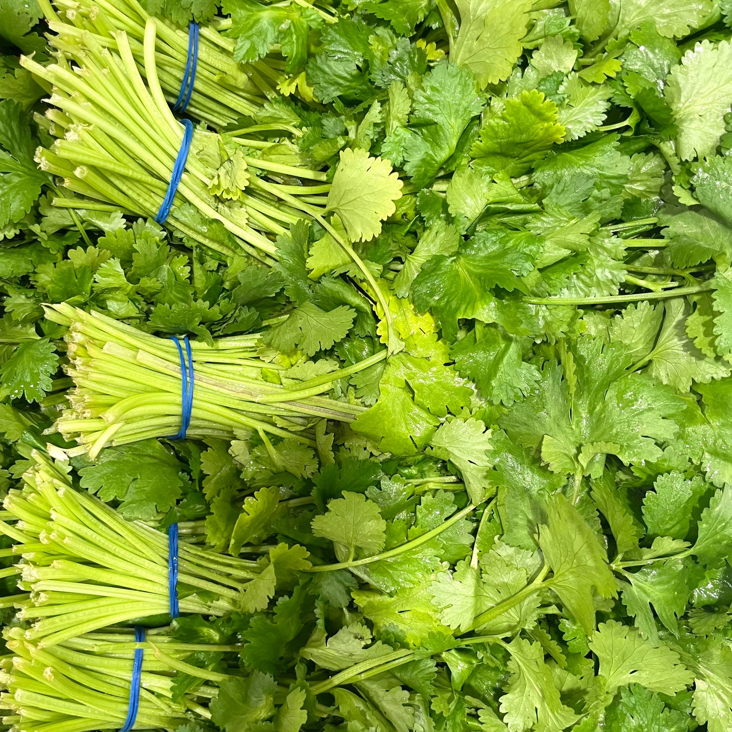 Coriander 1 pack approximately 150g